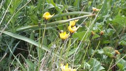 Plancia ëd <i>Sonchus bulbosus</i>