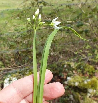 Слика од Allium pendulinum Ten.