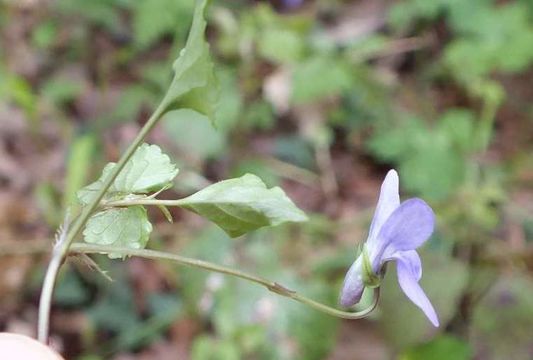 Image of early dog-violet