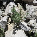 Galium hilendiae subsp. carneum (Hilend & J. T. Howell) Dempster & Ehrend. resmi