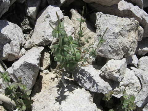 صورة Galium hilendiae subsp. carneum (Hilend & J. T. Howell) Dempster & Ehrend.