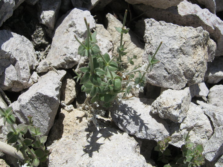 Image of Panamint Mountains bedstraw