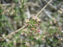 Image of Panamint Mountains bedstraw
