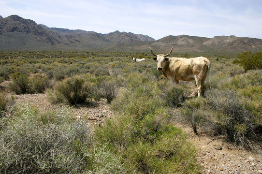 Image of Cow