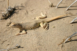 Image of Mojave Fringe-toed Lizard