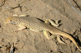 Image of Mojave Fringe-toed Lizard