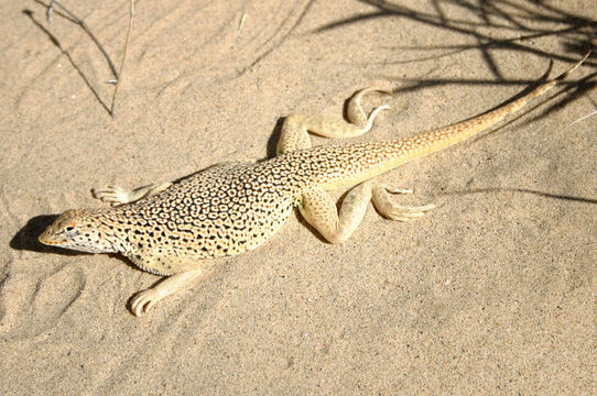 Image of Mojave Fringe-toed Lizard