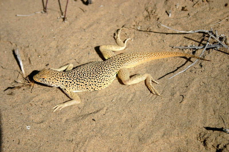 Image of Mojave Fringe-toed Lizard