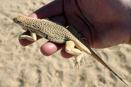 Image of Mojave Fringe-toed Lizard