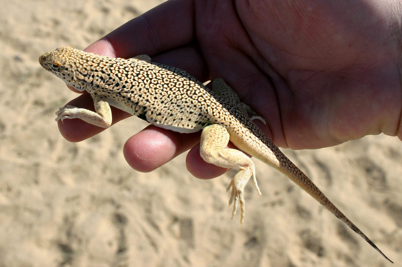 Image of Mojave Fringe-toed Lizard
