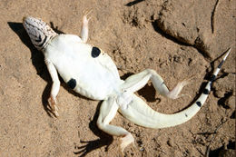 Image of Mojave Fringe-toed Lizard