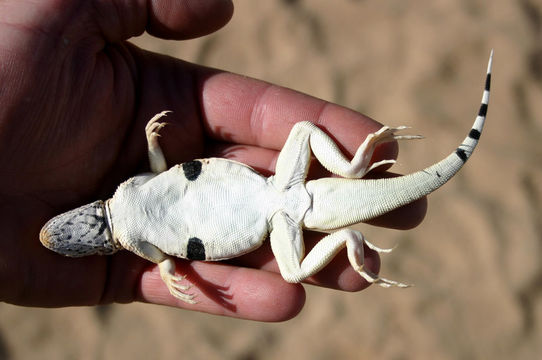 Image of Mojave Fringe-toed Lizard