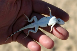 Image of Mojave Fringe-toed Lizard