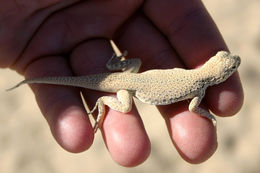 Image of Mojave Fringe-toed Lizard