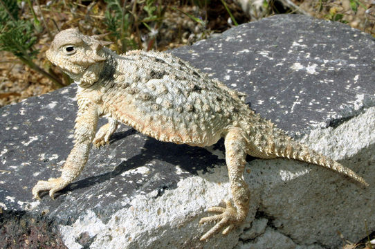 Image of Desert Horned Lizard