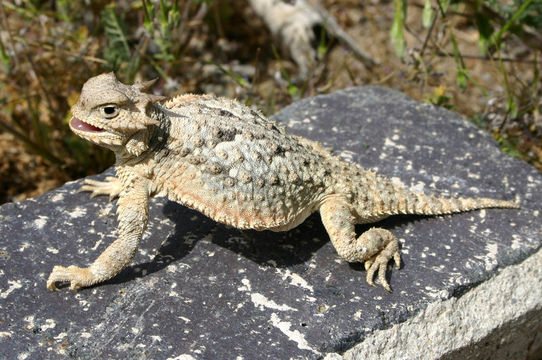 Image of Desert Horned Lizard