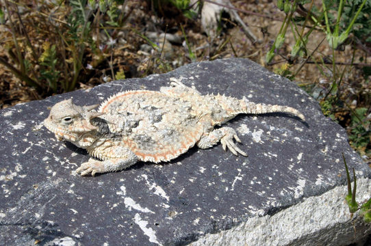 Image of Desert Horned Lizard