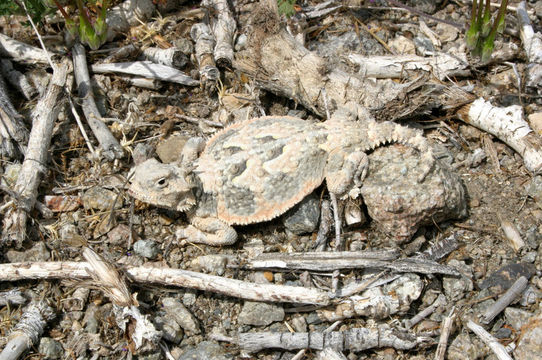 Image of Desert Horned Lizard