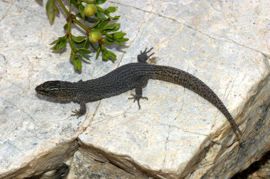 Image of Desert Night Lizard