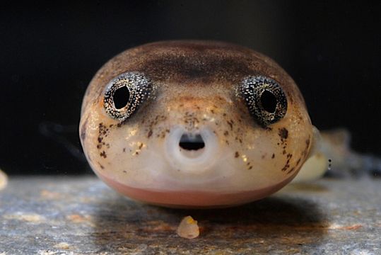 Image of Balu Oriental Frog