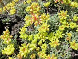 Image of matted buckwheat