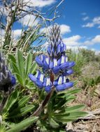 Image of big-leaved lupine