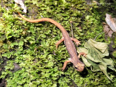 Image of Northern spectacled salamander