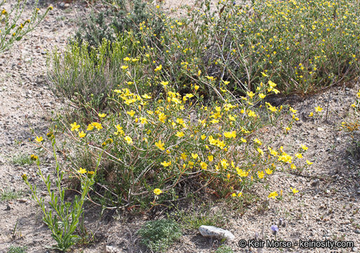 Image of Jones' blazingstar