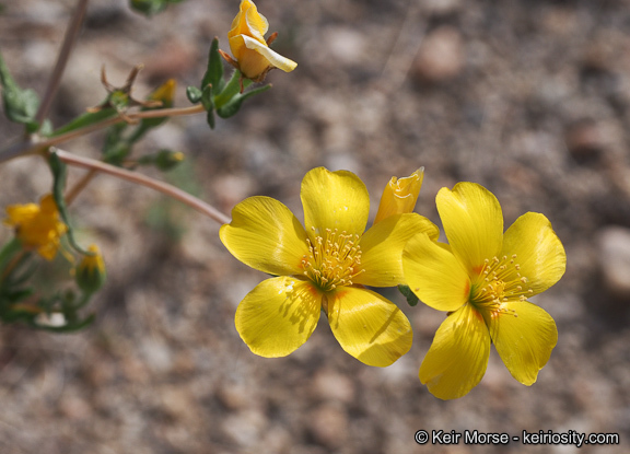 Image of Jones' blazingstar