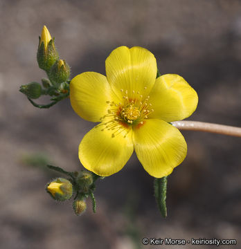 Image of Jones' blazingstar