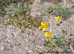 Image of Jones' blazingstar