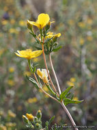 Image of Jones' blazingstar