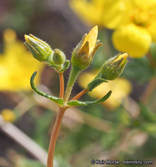 Image of Jones' blazingstar