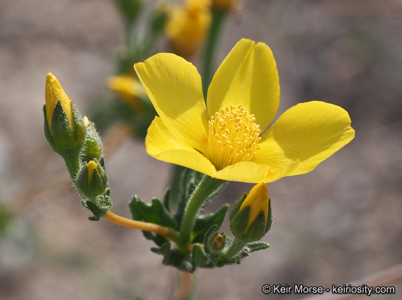 Image of Jones' blazingstar