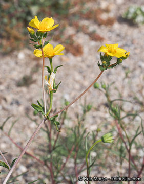 Image of Jones' blazingstar