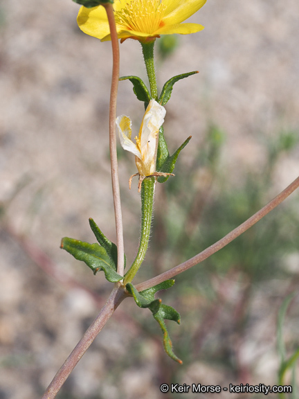 Image of Jones' blazingstar