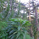 Plancia ëd Echium pininana Webb & Berth.