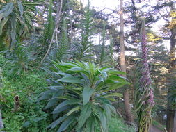 Plancia ëd Echium pininana Webb & Berth.