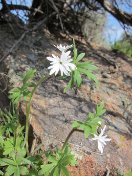 Image of smallflower woodland-star