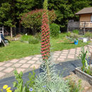 Image of Pink Echium