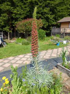 Imagem de Echium wildpretii H. H. W. Pearson ex Hook. fil.