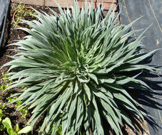 Image of Echium wildpretii H. H. W. Pearson ex Hook. fil.