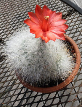 صورة Mammillaria senilis Lodd. ex Salm-Dyck