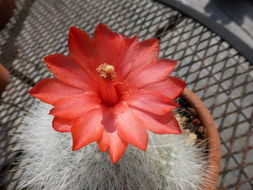 صورة Mammillaria senilis Lodd. ex Salm-Dyck