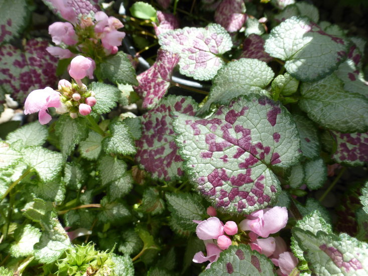 Image of spotted dead-nettle