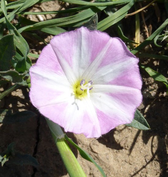 Image of Field Bindweed