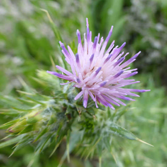 Слика од Carduus tenuiflorus Curt.