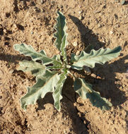 Image of silverleaf nightshade