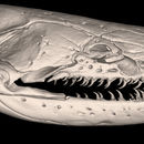 Imagem de Ichthyophis multicolor Wilkinson, Presswell, Sherratt, Papadopoulou & Gower 2014