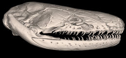 Слика од Ichthyophis multicolor Wilkinson, Presswell, Sherratt, Papadopoulou & Gower 2014